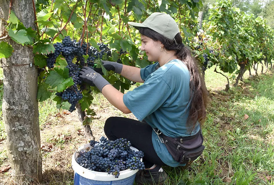 Kutjevačka obitelj Krsnik obrala vinograde, bačve pune do vrha