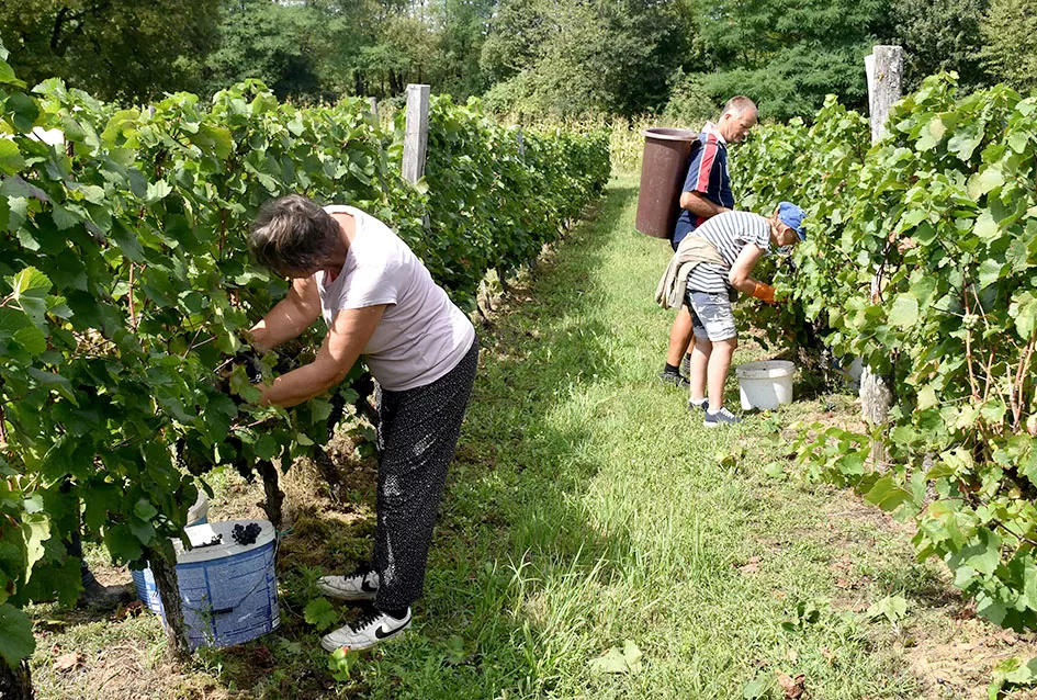 Kutjevačka obitelj Krsnik obrala vinograde, bačve pune do vrha