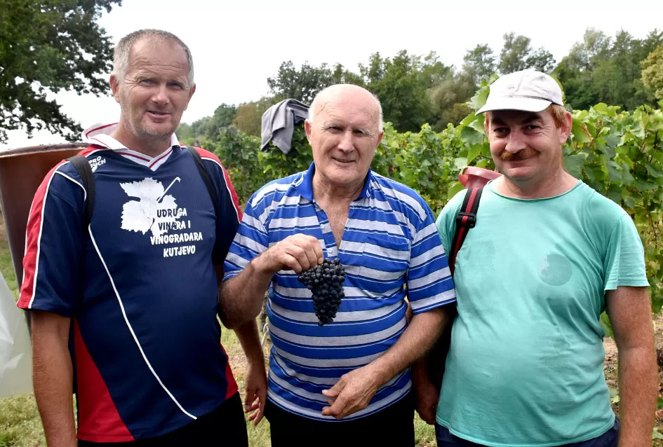 Kutjevačka obitelj Krsnik obrala vinograde, bačve pune do vrha