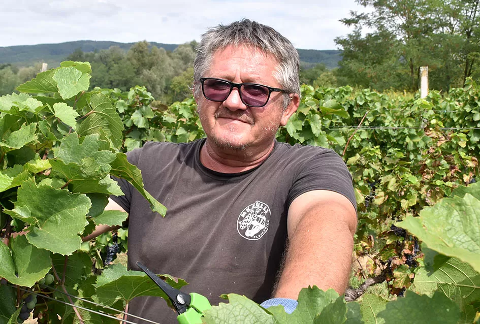 Kutjevačka obitelj Krsnik obrala vinograde, bačve pune do vrha