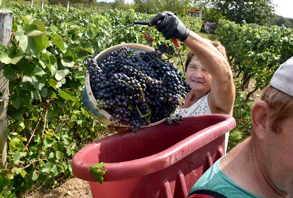 Kutjevačka obitelj Krsnik obrala vinograde, bačve pune do vrha