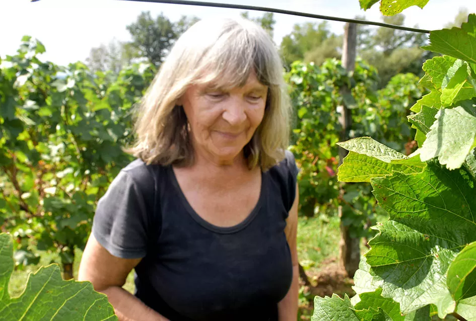 Kutjevačka obitelj Krsnik obrala vinograde, bačve pune do vrha