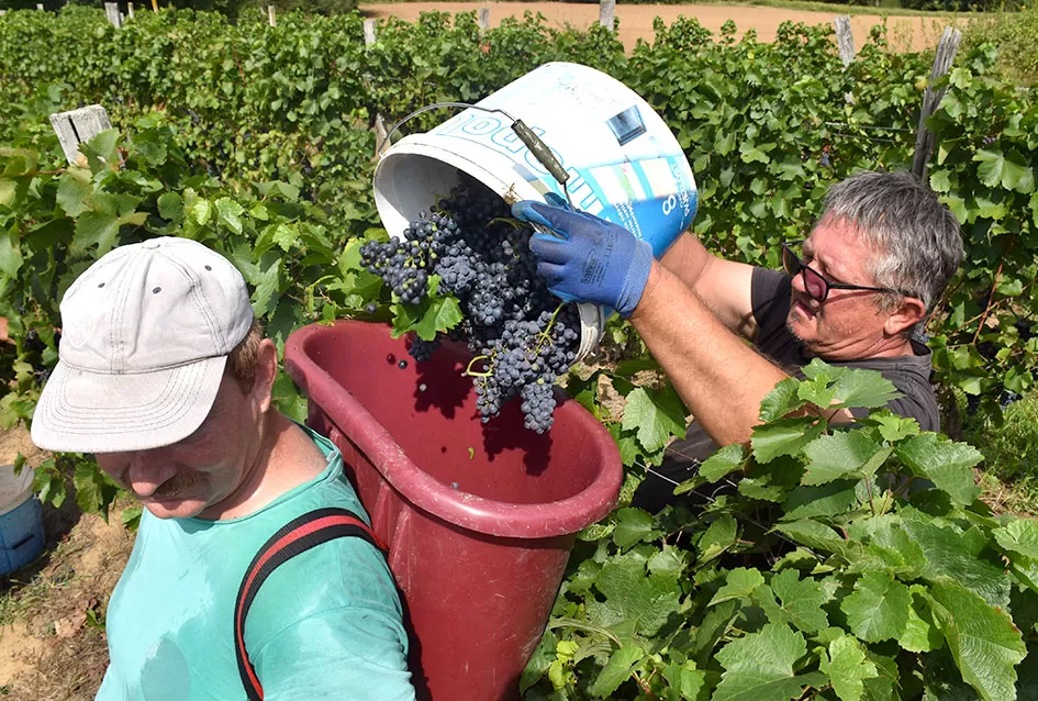 Kutjevačka obitelj Krsnik obrala vinograde, bačve pune do vrha