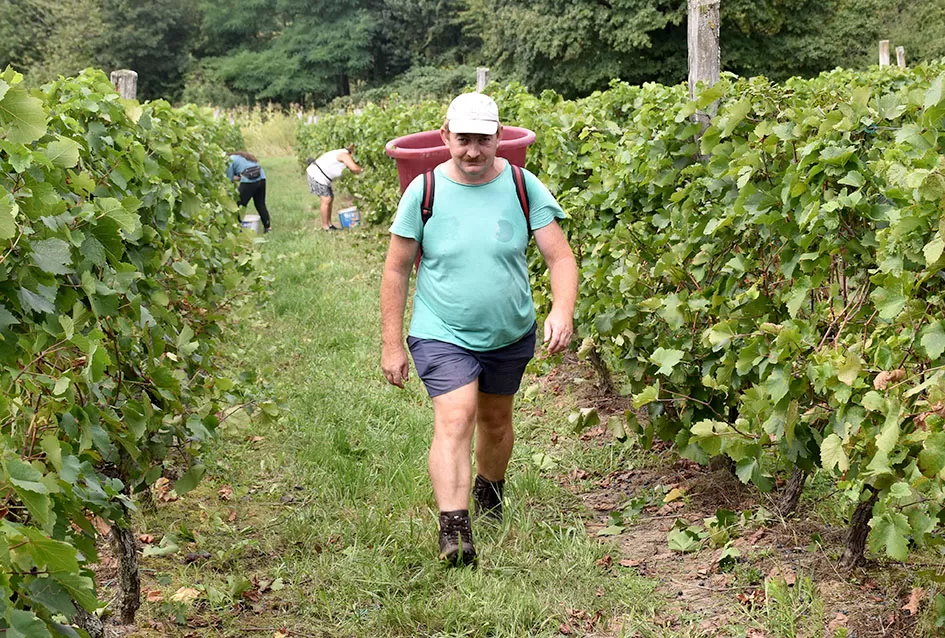 Kutjevačka obitelj Krsnik obrala vinograde, bačve pune do vrha