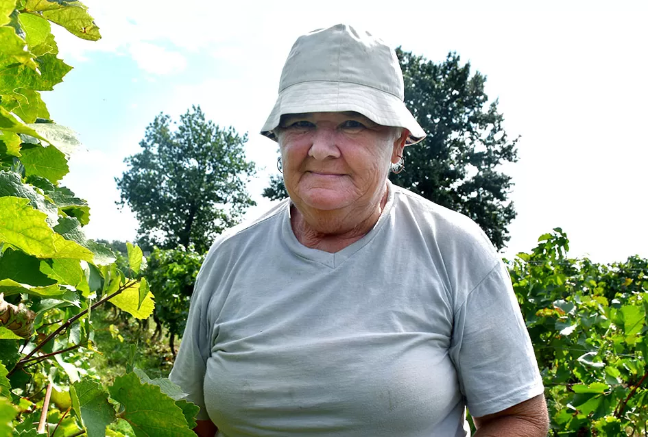 Kutjevačka obitelj Krsnik obrala vinograde, bačve pune do vrha