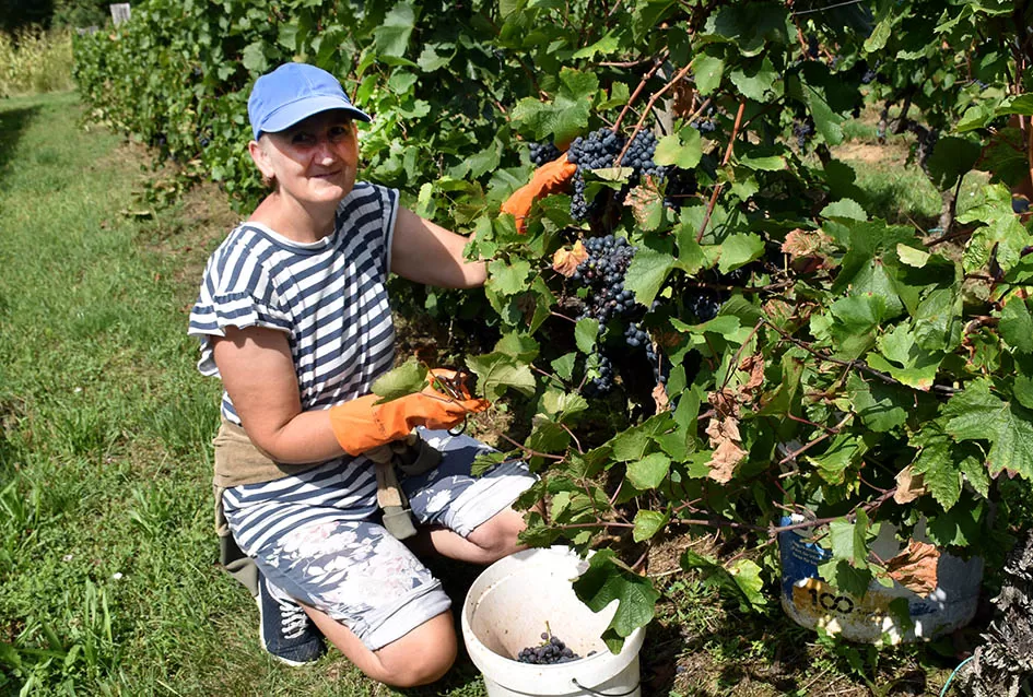 Kutjevačka obitelj Krsnik obrala vinograde, bačve pune do vrha