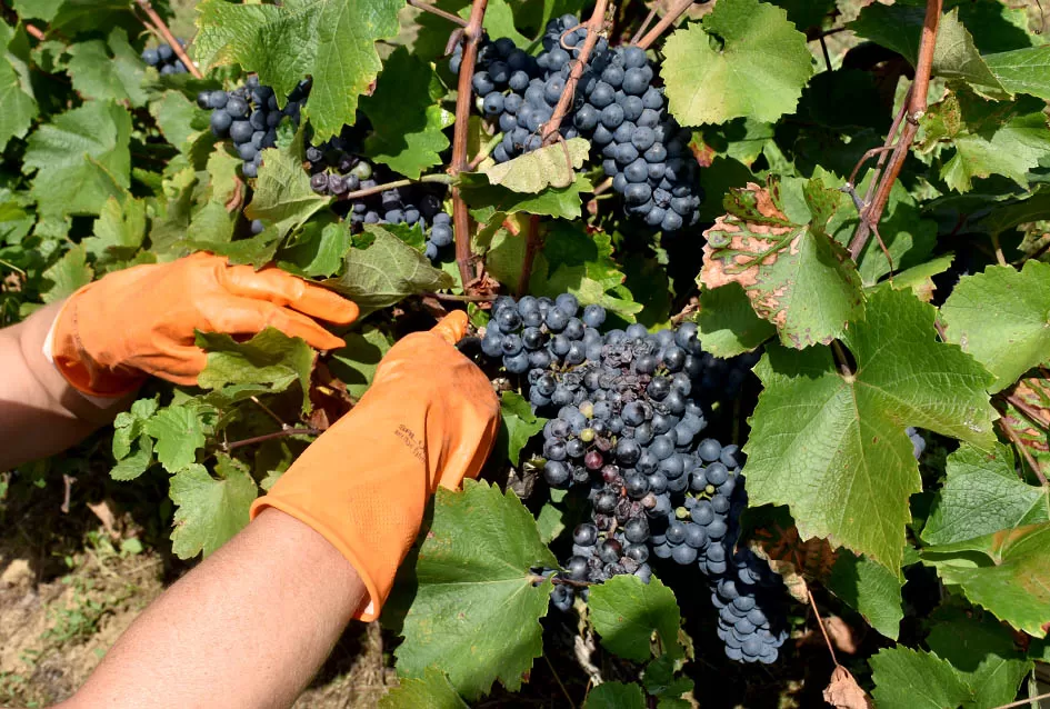 Kutjevačka obitelj Krsnik obrala vinograde, bačve pune do vrha