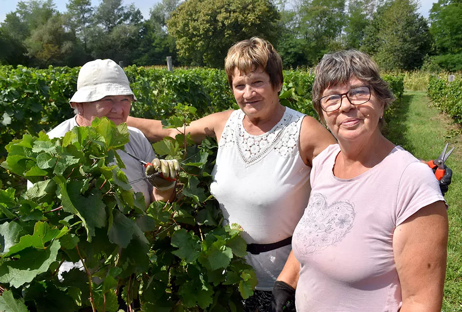 Kutjevačka obitelj Krsnik obrala vinograde, bačve pune do vrha