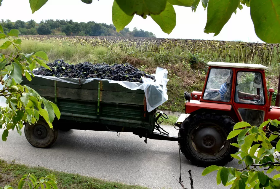 Kutjevačka obitelj Krsnik obrala vinograde, bačve pune do vrha