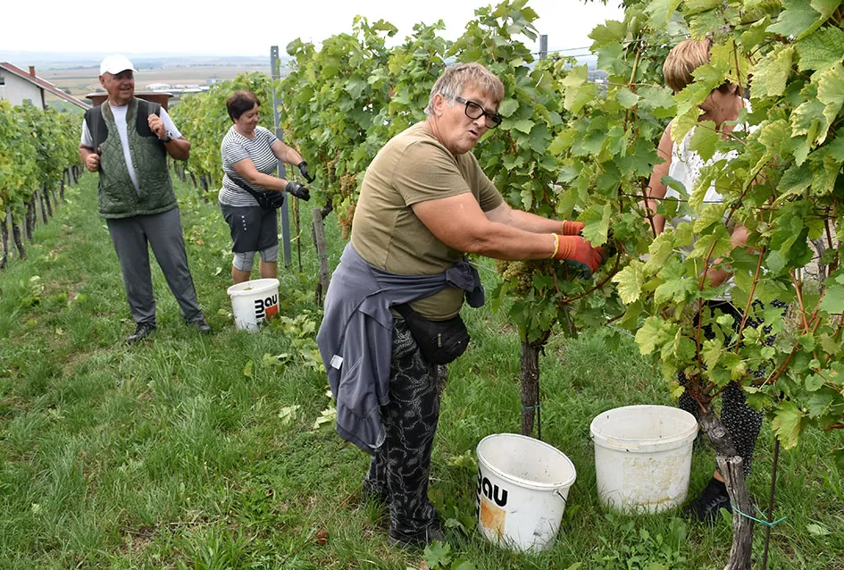 Graševina kao dukat žuta u vinogradima obitelji Mihalj iz Kutjeva