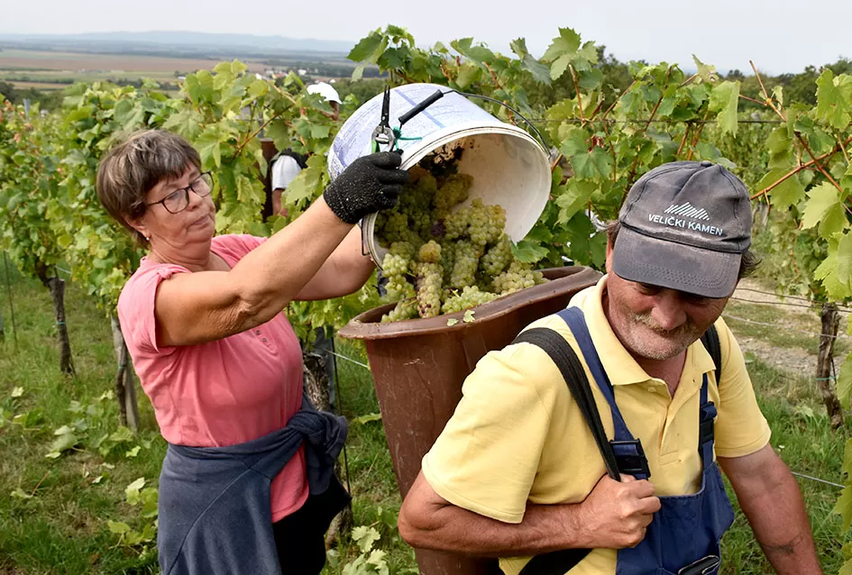 Graševina kao dukat žuta u vinogradima obitelji Mihalj iz Kutjeva