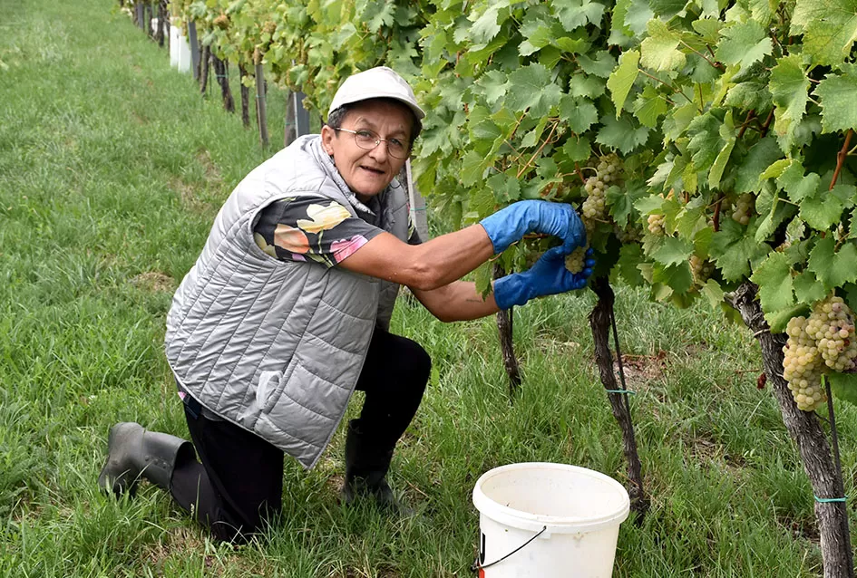 Graševina kao dukat žuta u vinogradima obitelji Mihalj iz Kutjeva