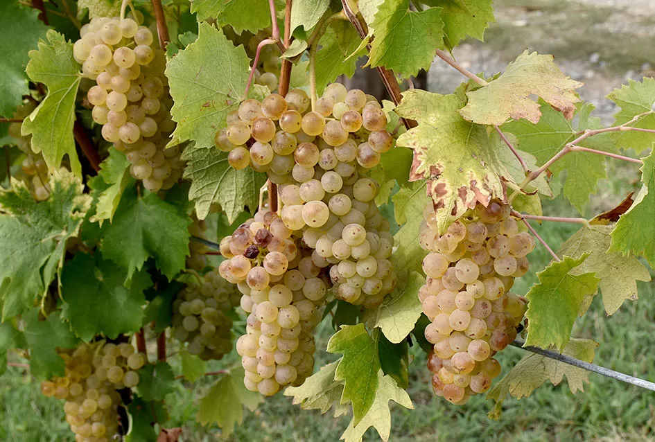 Graševina kao dukat žuta u vinogradima obitelji Mihalj iz Kutjeva