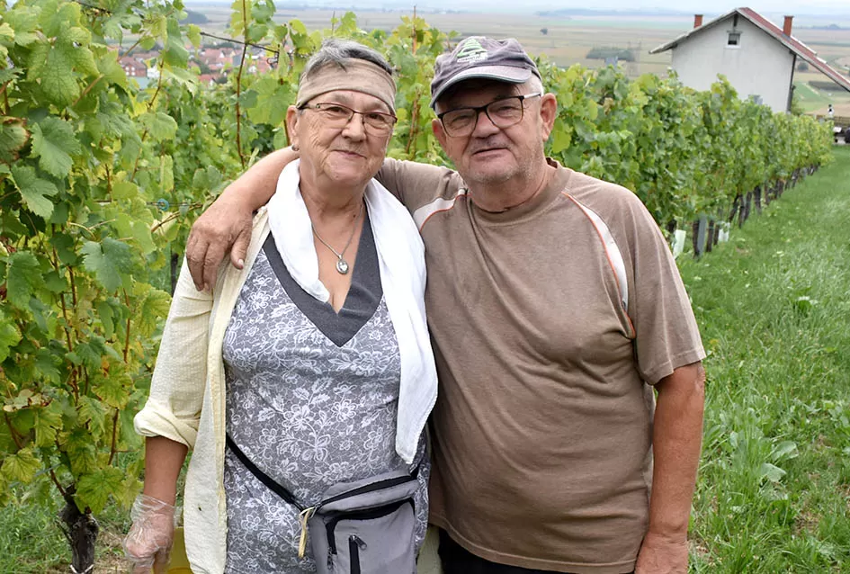 Graševina kao dukat žuta u vinogradima obitelji Mihalj iz Kutjeva