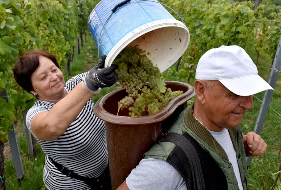 Graševina kao dukat žuta u vinogradima obitelji Mihalj iz Kutjeva