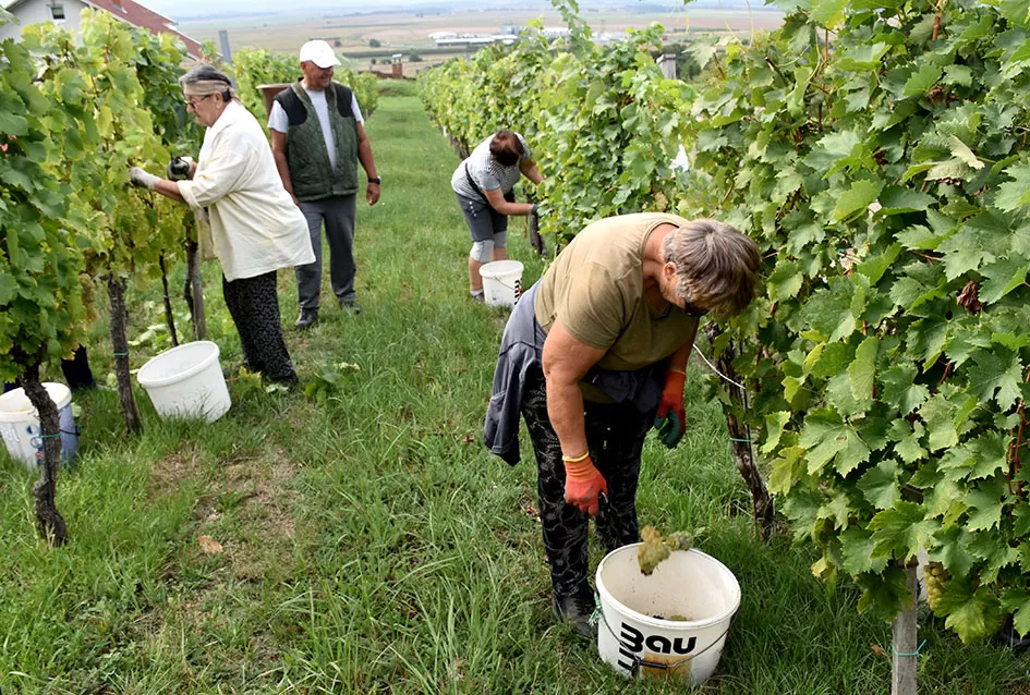 Graševina kao dukat žuta u vinogradima obitelji Mihalj iz Kutjeva