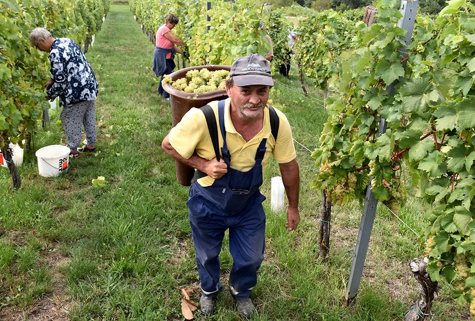 Graševina kao dukat žuta u vinogradima obitelji Mihalj iz Kutjeva