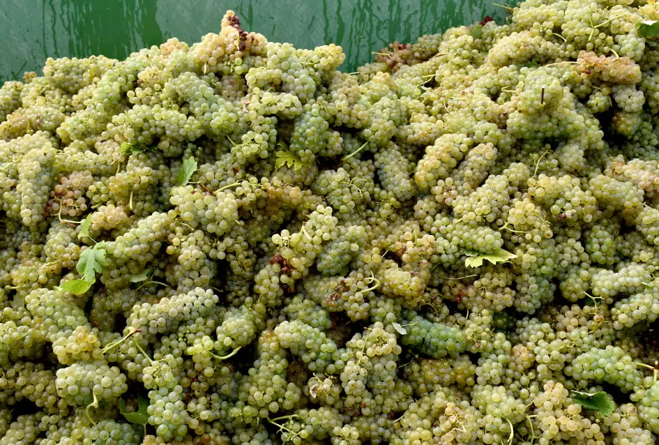 Graševina kao dukat žuta u vinogradima obitelji Mihalj iz Kutjeva