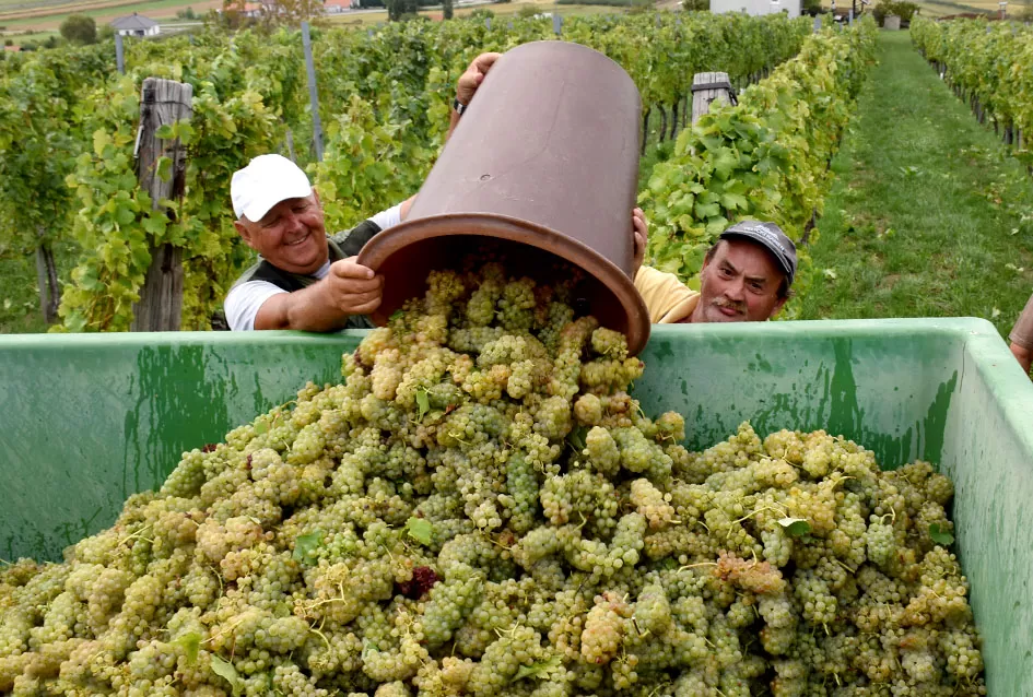 Graševina kao dukat žuta u vinogradima obitelji Mihalj iz Kutjeva