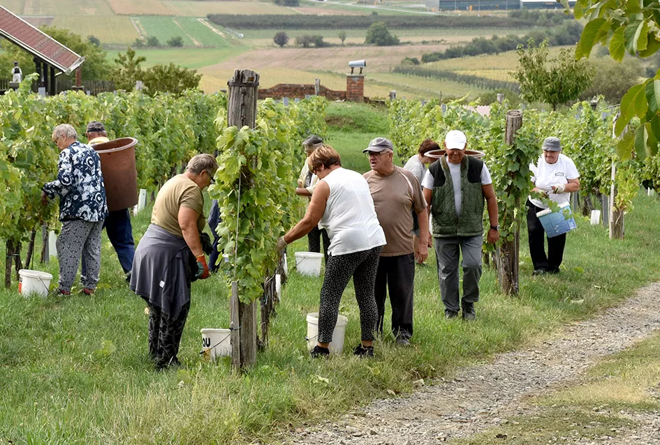 Graševina kao dukat žuta u vinogradima obitelji Mihalj iz Kutjeva