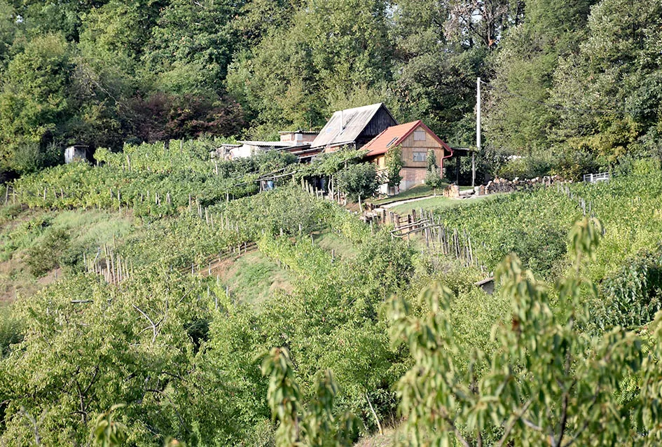 Graševina s 360 metara nadmorske visine Požežanina Branka Smolića 