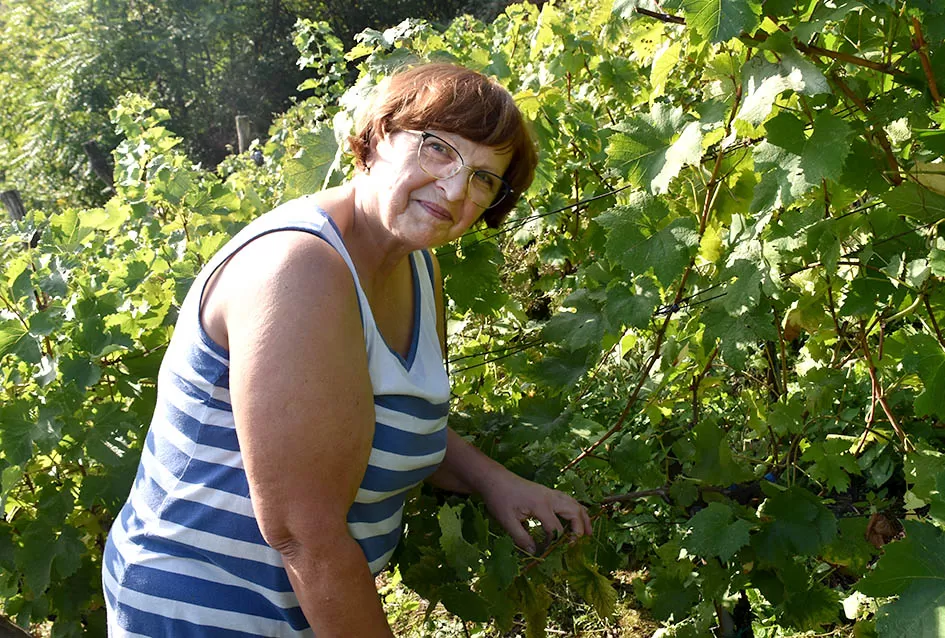 Graševina s 360 metara nadmorske visine Požežanina Branka Smolića 