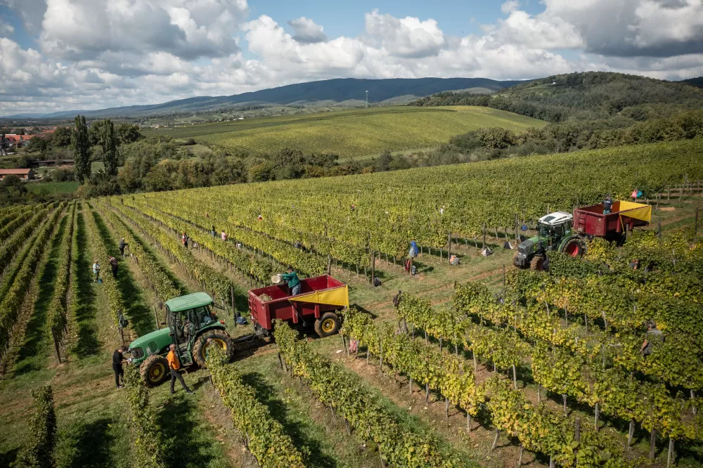 Požega.eu | Počela je berba 2025. u vinogradima Kutjevo d.d.