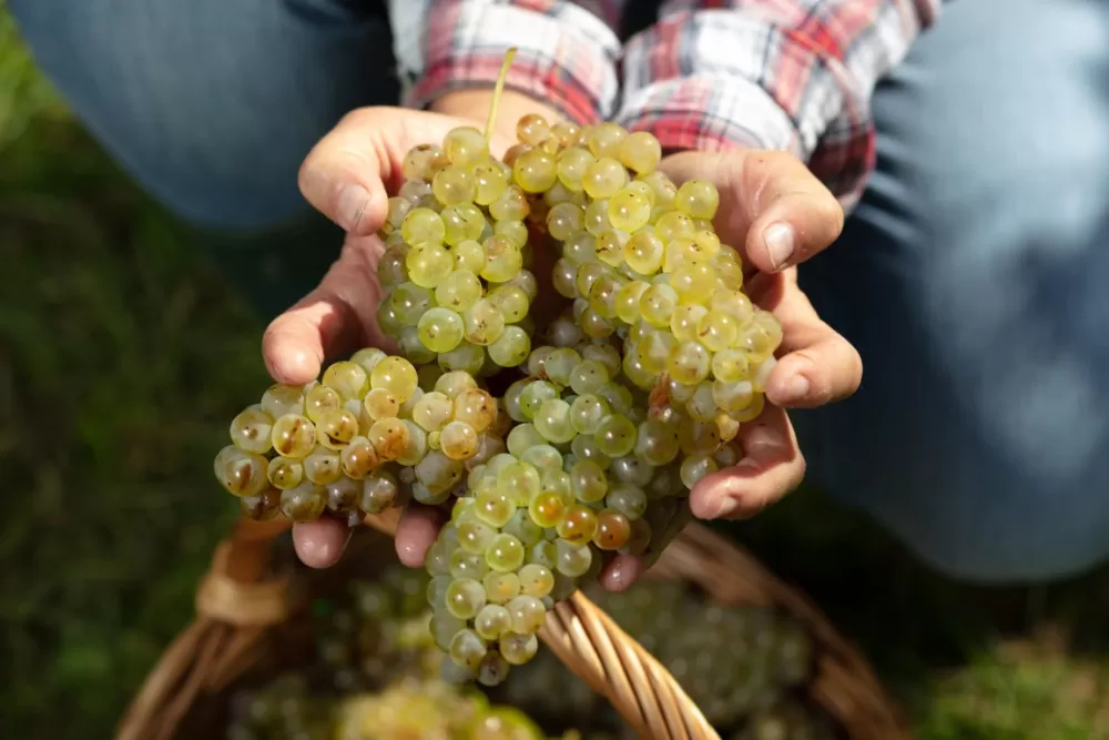 Počela je berba 2025. u vinogradima Kutjevo d.d.