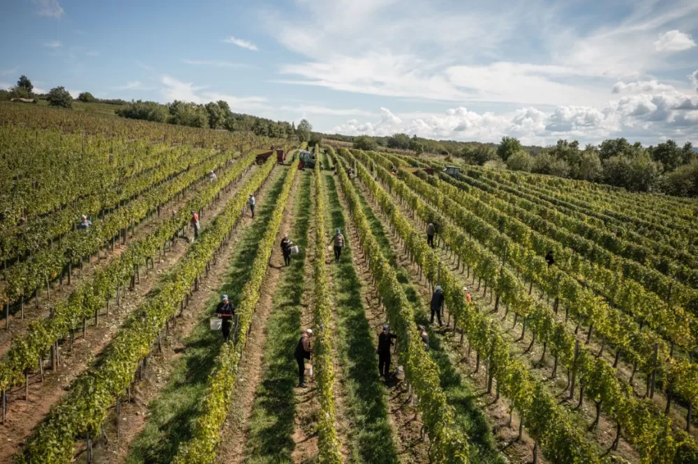 Počela je berba 2025. u vinogradima Kutjevo d.d.