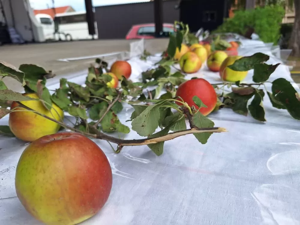 [FOTOGALERIJA] Sve onako kako se to nekad radilo: 44. Ižmača u Beravcima