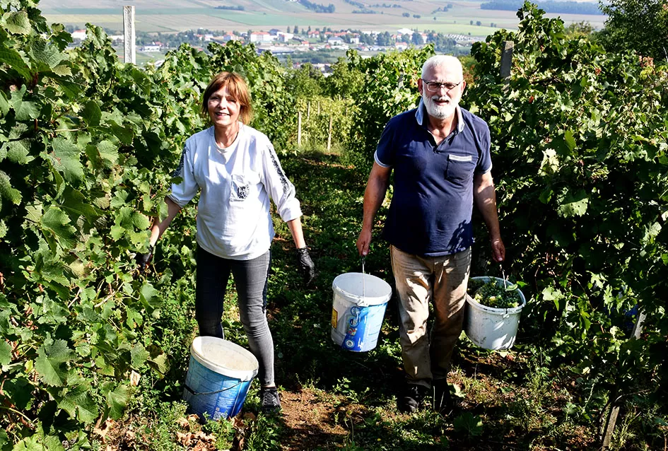 Požega.eu | Nedostajalo posuda u podrumu Požežanina Zorana Fumića za ovogodišnju berbu