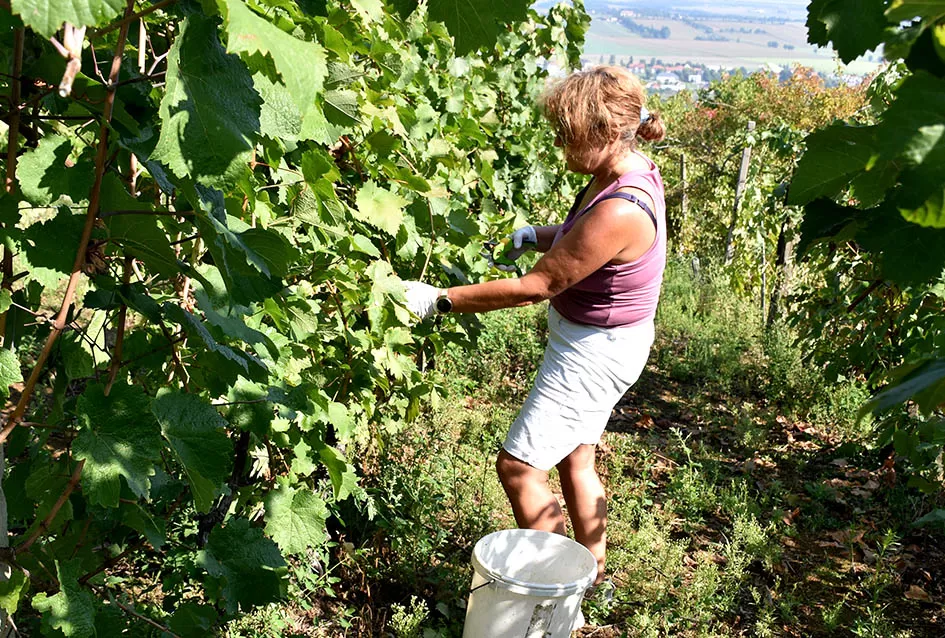 Nedostajalo posuda u podrumu Požežanina Zorana Fumića za ovogodišnju berbu