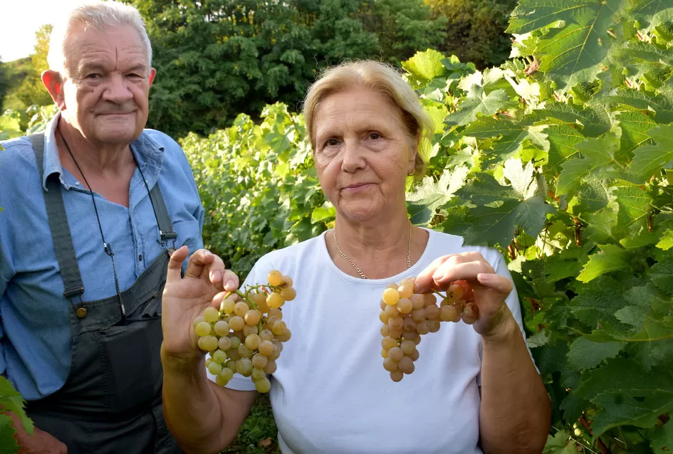 Požega.eu | Jedinom čokotu čauša u požeškom vinogorju kod Požežanina Dinka Brusa prijeti vađenje