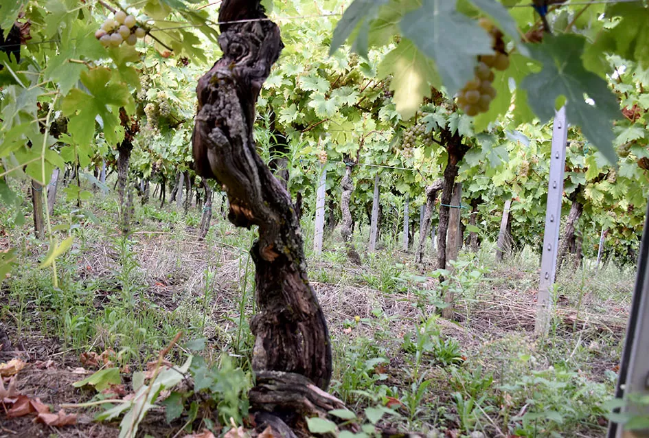 Jedinom čokotu čauša u požeškom vinogorju kod Požežanina Dinka Brusa prijeti vađenje
