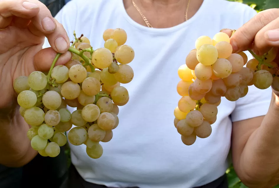 Jedinom čokotu čauša u požeškom vinogorju kod Požežanina Dinka Brusa prijeti vađenje