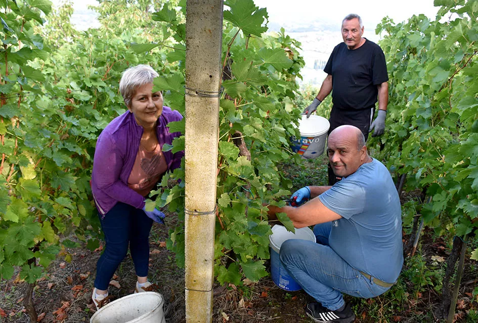 Jedinom čokotu čauša u požeškom vinogorju kod Požežanina Dinka Brusa prijeti vađenje