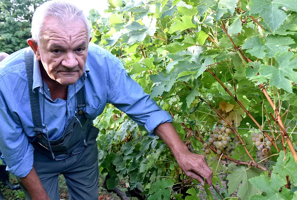 Jedinom čokotu čauša u požeškom vinogorju kod Požežanina Dinka Brusa prijeti vađenje