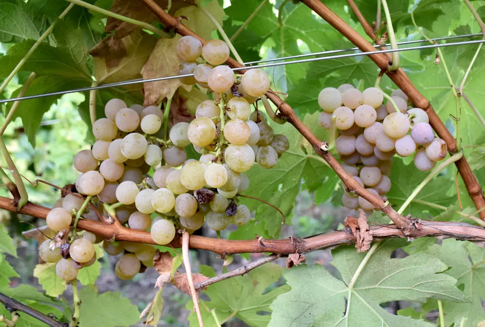 Jedinom čokotu čauša u požeškom vinogorju kod Požežanina Dinka Brusa prijeti vađenje