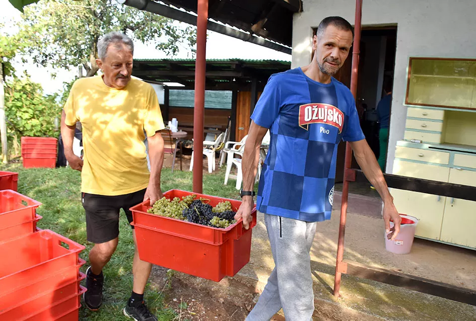 Jedinom čokotu čauša u požeškom vinogorju kod Požežanina Dinka Brusa prijeti vađenje