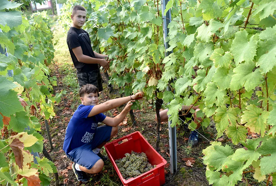 Jedinom čokotu čauša u požeškom vinogorju kod Požežanina Dinka Brusa prijeti vađenje