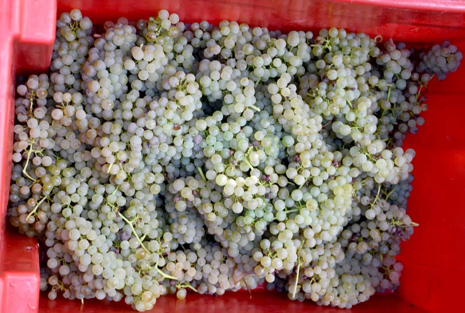 Jedinom čokotu čauša u požeškom vinogorju kod Požežanina Dinka Brusa prijeti vađenje