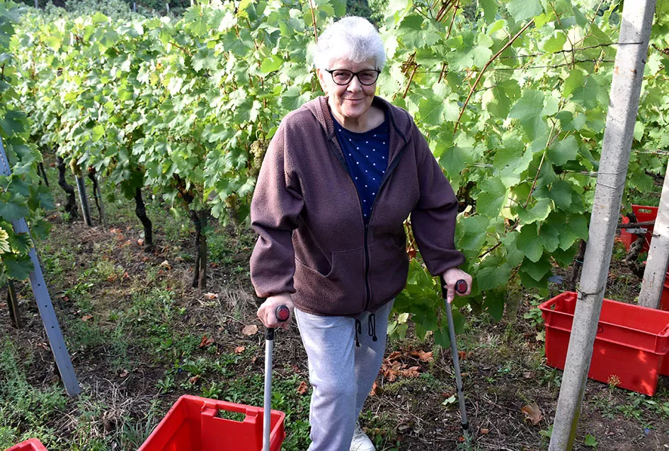 Jedinom čokotu čauša u požeškom vinogorju kod Požežanina Dinka Brusa prijeti vađenje
