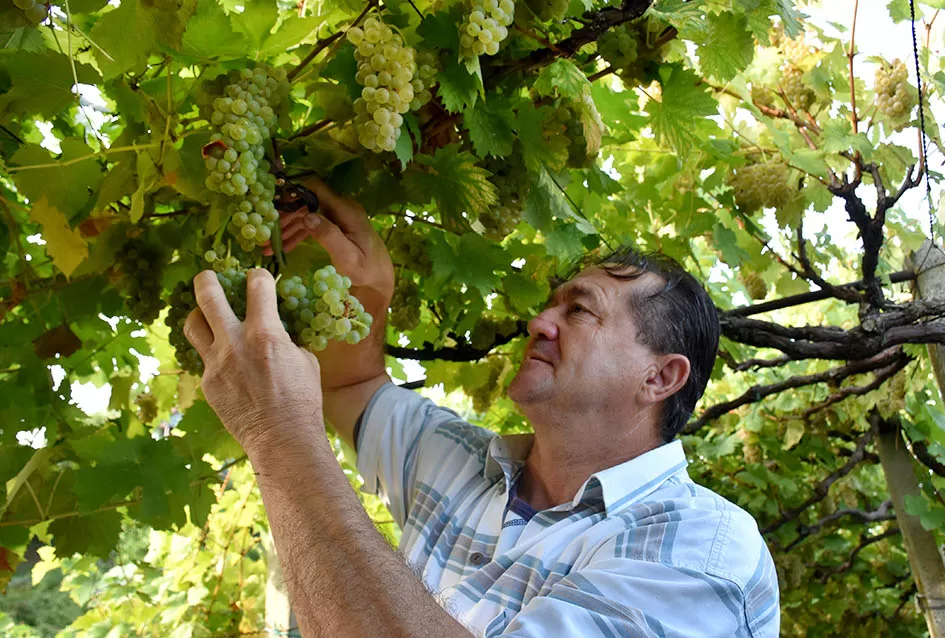 Jedinom čokotu čauša u požeškom vinogorju kod Požežanina Dinka Brusa prijeti vađenje