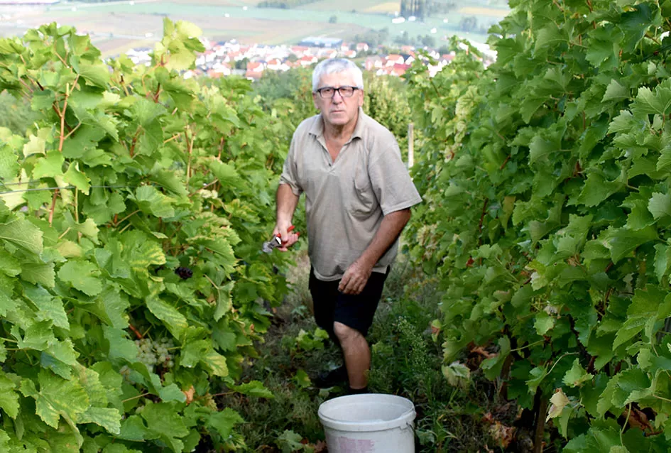 Jedinom čokotu čauša u požeškom vinogorju kod Požežanina Dinka Brusa prijeti vađenje