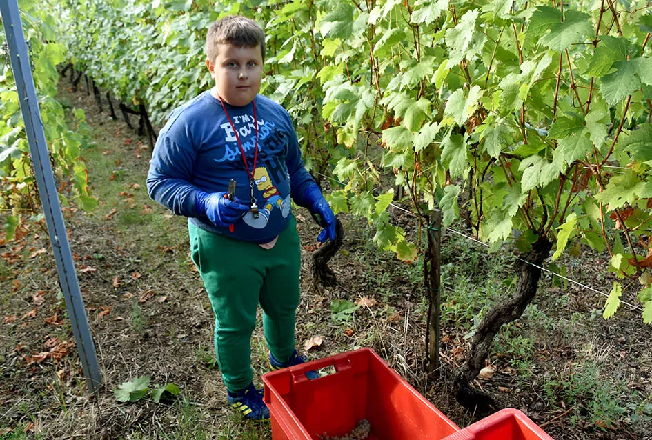 Jedinom čokotu čauša u požeškom vinogorju kod Požežanina Dinka Brusa prijeti vađenje