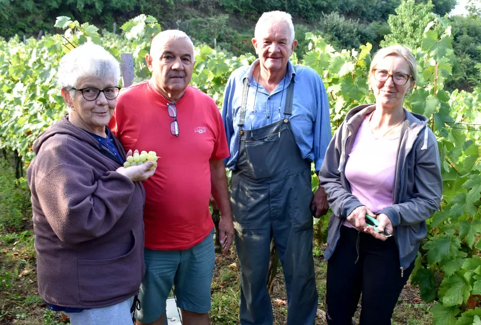 Jedinom čokotu čauša u požeškom vinogorju kod Požežanina Dinka Brusa prijeti vađenje
