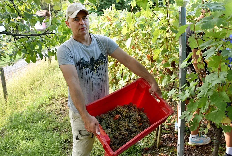 Jedinom čokotu čauša u požeškom vinogorju kod Požežanina Dinka Brusa prijeti vađenje