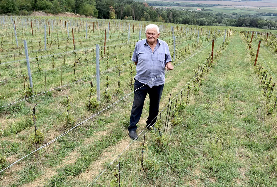 Požega.eu | Srne uništile vinograde Ive Enjingija na Venju, uz grožđe nastradali i trsovi