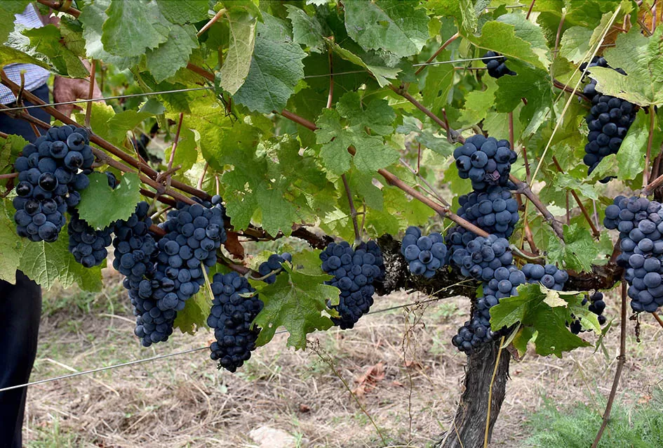 Srne uništile vinograde Ive Enjingija na Venju, uz grožđe nastradali i trsovi