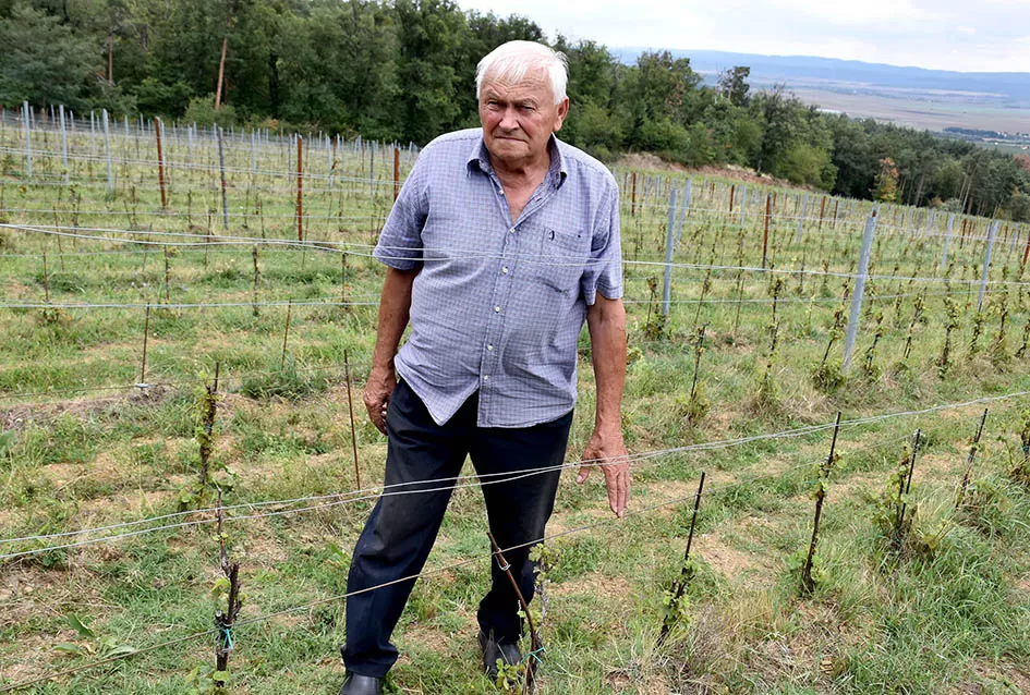 Srne uništile vinograde Ive Enjingija na Venju, uz grožđe nastradali i trsovi